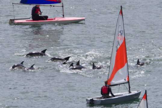 26 June 2021 - 11-05-48
And back again.
---------------
Dolphin invasion of the river Dart, Dartmouth